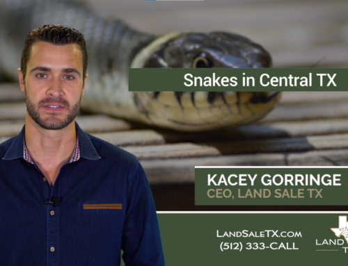 Of the 115+ Species of Snakes in TX, Which Ones Are Really Cause for Alarm? 🐍
